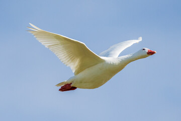 Graylag Goose Anser anser Costa Ballena Cadiz