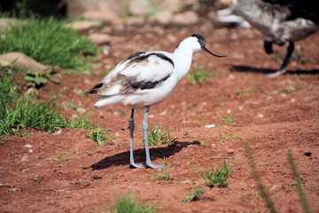 An Avocet in the wild