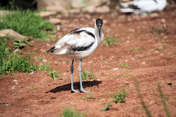 An Avocet in the wild