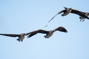A flock of Greater white-fronted geese flying in the sky.   Vancouver BC Canada

