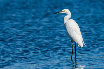 Little Egret Egretta garzetta Costa Ballena Cadiz