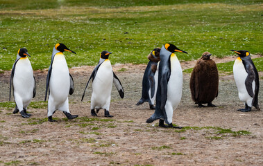 Fototapeta premium King Penguins at Falkland Islands