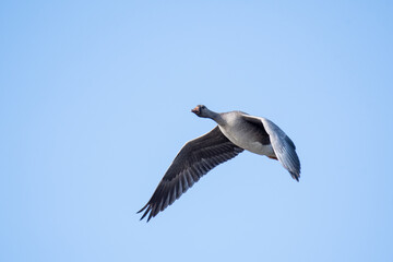 A Greater white-fronted goose flying in the sky.   Vancouver BC Canada
