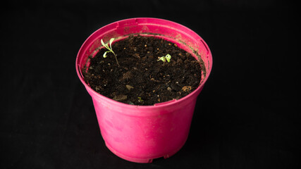 
Pot of sprouting plants