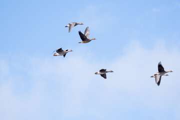 A flock of Greater white-fronted geese flying in the sky.   Vancouver BC Canada
