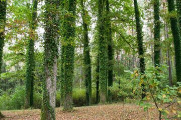 Autumn forest, trees covered with common ivy