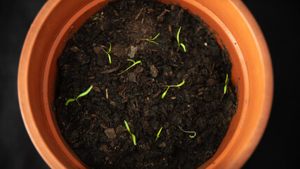 
Pot of sprouting plants
