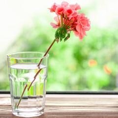 A pink geranium flower stands in a glass of clean water on a wooden windowsill next to books