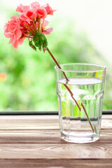 A pink geranium flower stands in a glass of clean water on a wooden windowsill next to books