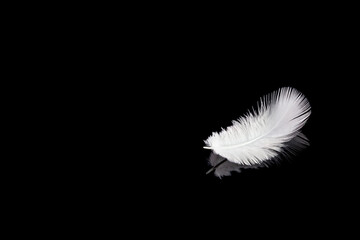 White bird feather on a black mirrored background. A symbol of freshness and purity.