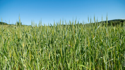 Fototapeta premium Cereal field, wheat, rye, still green, early spring 