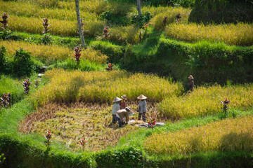 Obraz premium A wide range of paddy field and farmers working to grow rice with greenery in countryside with beautiful scenic view