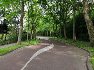 Fototapeta na wymiar curved road with trees