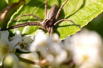 A macro portrait of a wolf spider sitting on a leaf of a bush. The spiders paws are spread across the entire leaf. It is also called a pardosa pullata and is from the lycosidae family.