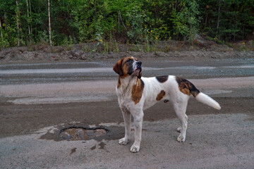 Portrait of a purebred homeless dog standing on the asphalt sidewalk.