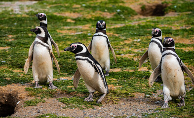 Magellanic Penguin Colony at Magdalena Island, Chile