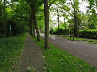 Fototapeta na wymiar walkway with row of trees