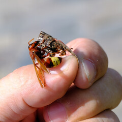 A bee eats a grasshopper on a man's hand.