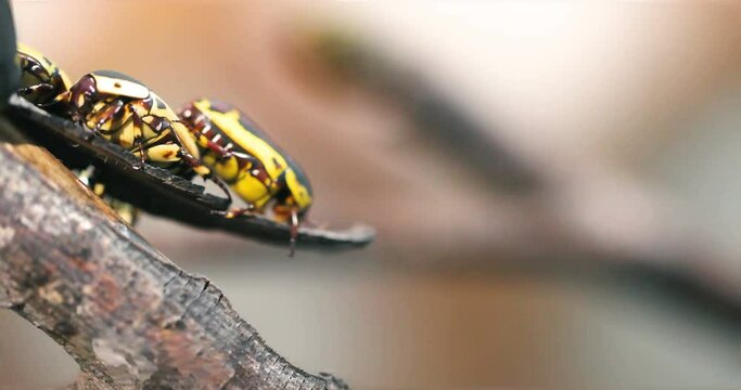 ChloroBilder StockFotos & Videos. Adobe Stock