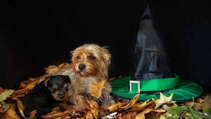 
Yorkshire terrier mom and her baby next to a witch's hat, on a bed of leaves