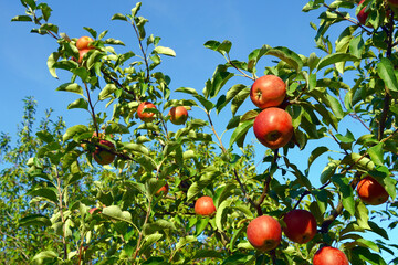 Apple harvest among tree leaves, selective focus
