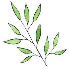 Botanical illustration. A twig with leaves, hand-drawn in watercolor.