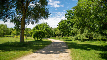 Path along the fields and tree alley