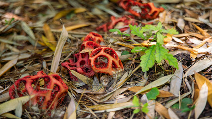 Red mushroom in the shape of a wire mesh