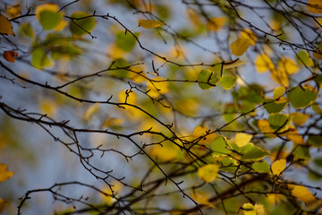 Colorful foliage in the autumn forest. Autumn leaves sky background. Autumn trees leaves in beautiful color.
