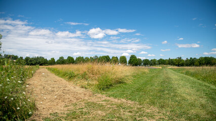 Fototapeta na wymiar Mowing path among plants, large trees alley in the background, blue sky, white clouds, sunny