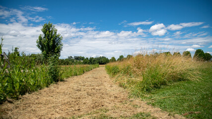 
Mowing path among plants, large trees alley in the background, blue sky, white clouds, sunny