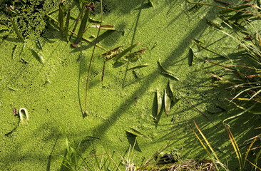 Small pond covered in duckweed