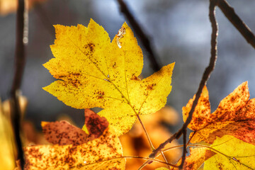Colorful foliage in the autumn forest. Autumn leaves sky background. Autumn trees leaves in beautiful color.