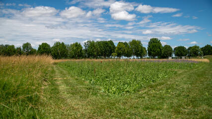 Obraz premium Mowing path among plants, large trees alley in the background, blue sky, white clouds, sunny