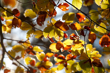 Colorful foliage in the autumn forest. Autumn leaves sky background. Autumn trees leaves in beautiful color.