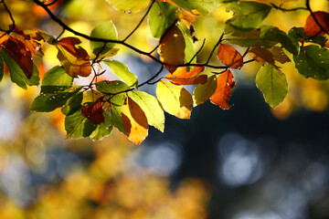 Colorful foliage in the autumn forest. Autumn leaves sky background. Autumn trees leaves in beautiful color.