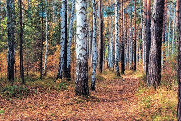 Obraz premium Bright colors of autumn in a mixed forest.
