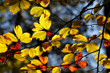 Colorful foliage in the autumn forest. Autumn leaves sky background. Autumn trees leaves in beautiful color.