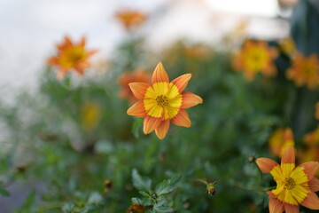 bunte blumen