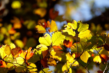 Fototapeta premium Colorful foliage in the autumn forest. Autumn leaves sky background. Autumn trees leaves in beautiful color.