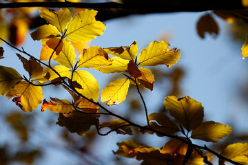 Colorful foliage in the autumn forest. Autumn leaves sky background. Autumn trees leaves in beautiful color.