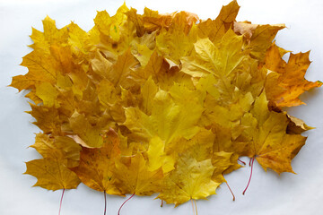 autumn yellow leaves close up on a light background