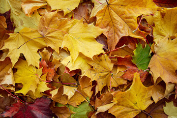 Naklejka na ściany i meble background of a mix of fallen autumn leaves of different colors