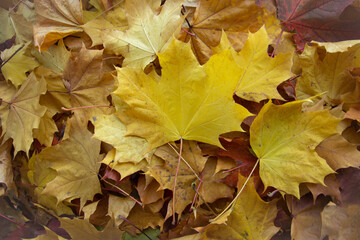 Naklejka na ściany i meble background of a mix of fallen autumn leaves of different colors