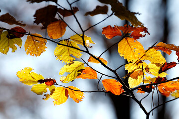 Colorful foliage in the autumn forest. Autumn leaves sky background. Autumn trees leaves in beautiful color.