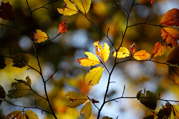 Colorful foliage in the autumn forest. Autumn leaves sky background. Autumn trees leaves in beautiful color.