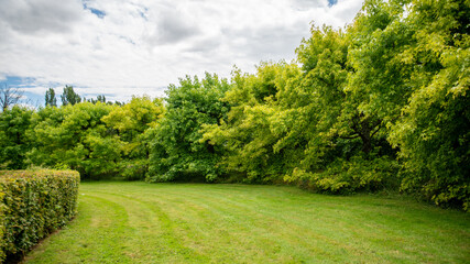 Green tree alley, trimmed hedge and mown lawn, green in abundance