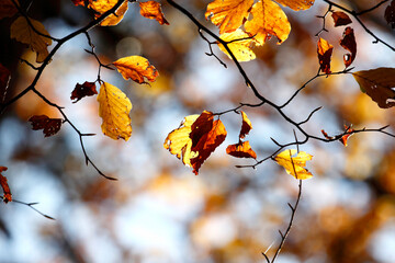 Colorful foliage in the autumn forest. Autumn leaves sky background. Autumn trees leaves in beautiful color.