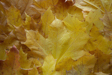 background of autumn yellow leaves close-up