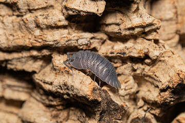 Armadillidium pallasii (frontirostre)  woodlouse on a bark